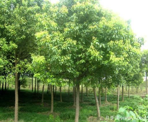 香樟葉子老發(fā)黃，緩解黃化的具體措施(圖1)