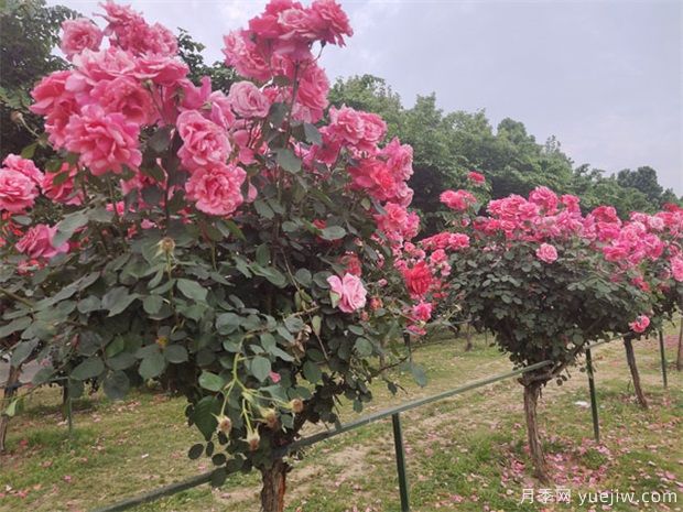 要使月季樹四季都花香，需做到以下幾點(diǎn)！(圖1)