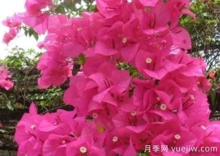 三角梅冬季如何修剪？三角梅冬季養(yǎng)護(hù)方法(圖1)