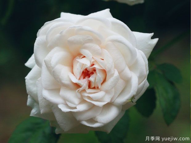談?wù)勚袊?guó)月季的發(fā)展史，致敬中國(guó)的月季育種家前輩們！(圖1)