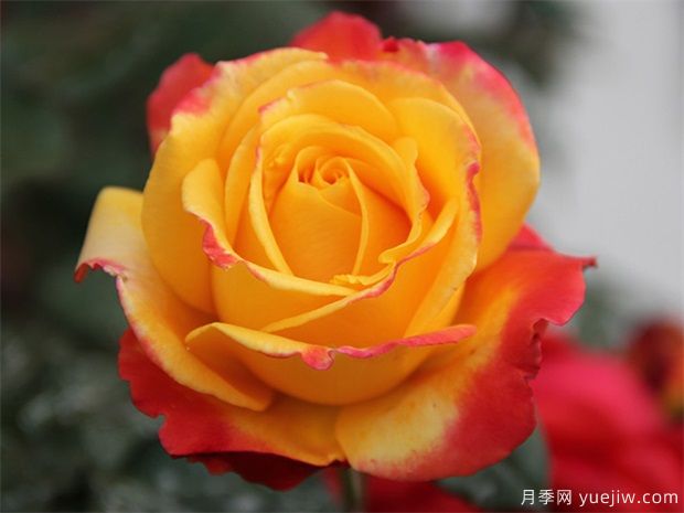 月季花如何保鮮？月季花的保存方法有哪些？(圖1)