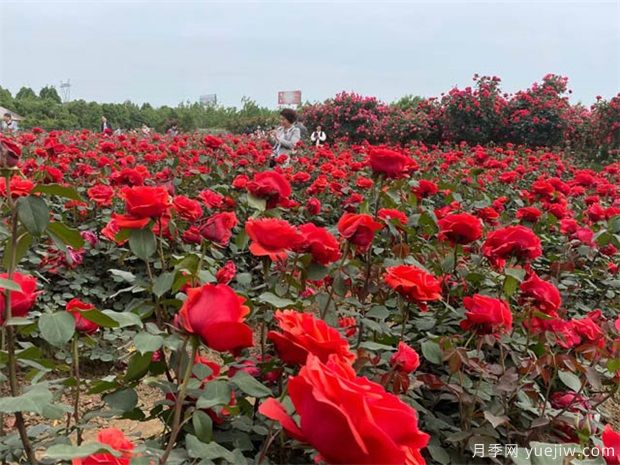 月季花秋天是否還開(kāi)花(圖1)