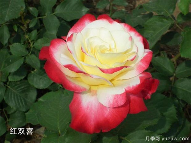 十大***好看月季品種？我推薦了，你感覺對嗎(圖4)