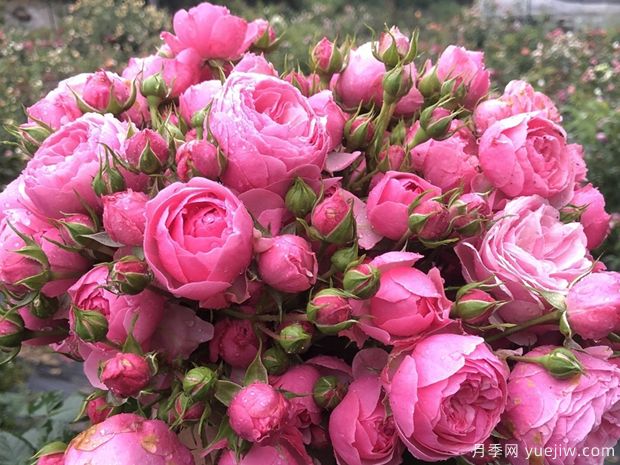 長(zhǎng)得快，抗性強(qiáng)，推薦適合打造庭院的月季花(圖2)