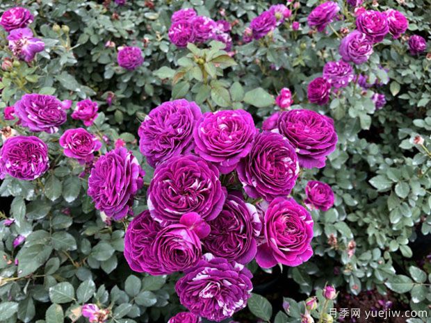 芬芳寶石月季/芳香寶石月季(圖2)