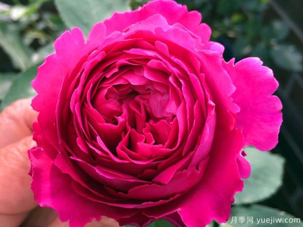 芳香花園月季的優(yōu)缺點是什么？(圖1)