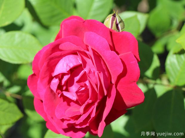 雅克米諾將軍月季的優(yōu)缺點(diǎn)是什么？(圖1)