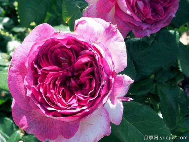 藍莓蛋糕月季/蒂耶里馬爾克斯(圖1)