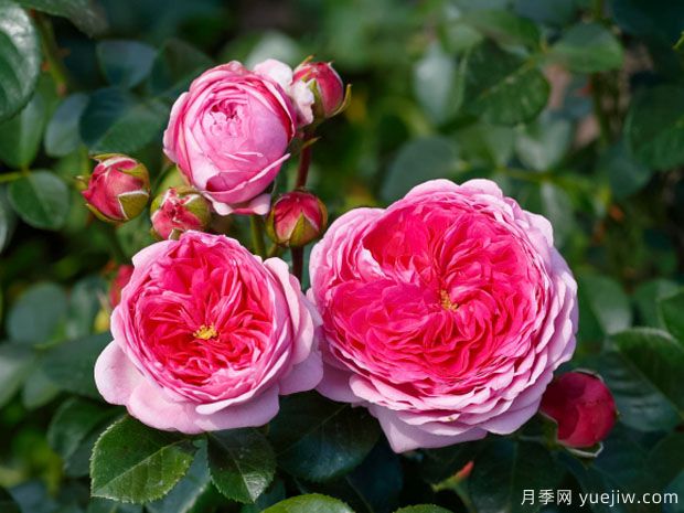 現(xiàn)代藝術(shù)月季的優(yōu)缺點(diǎn)是什么？(圖1)
