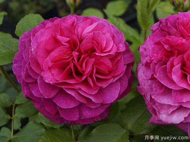 凱菲法賽特月季(圖2)