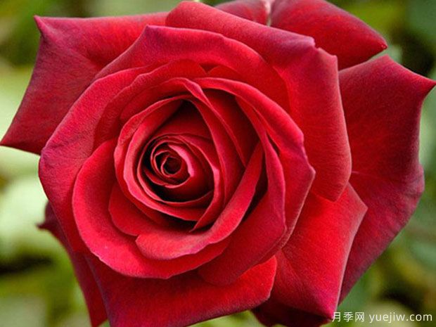 伊迪絲琵雅芙月季/艾迪特皮雅芙(圖1)