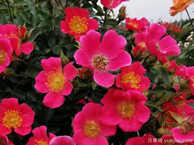 老祖宗留下的養(yǎng)花口訣，記住了，何愁花草長(zhǎng)不旺！(圖1)