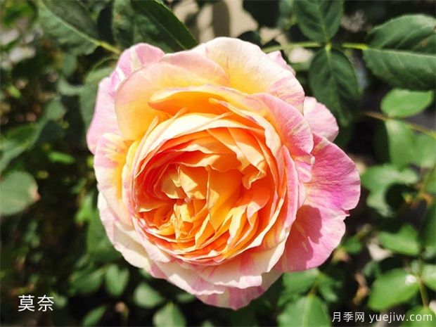 推薦公認的6款零差評的月季花，顏值高好養(yǎng)護(圖1)