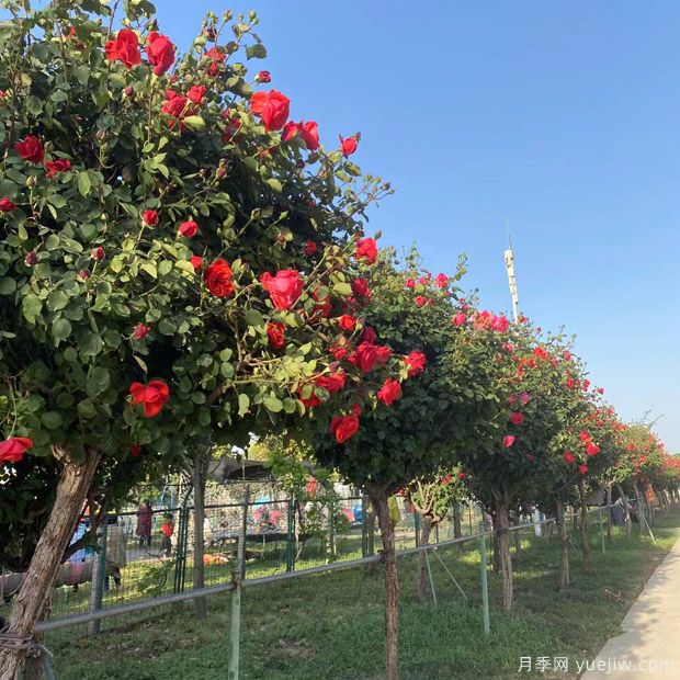 苗木買回家假植注意事項！(圖1)