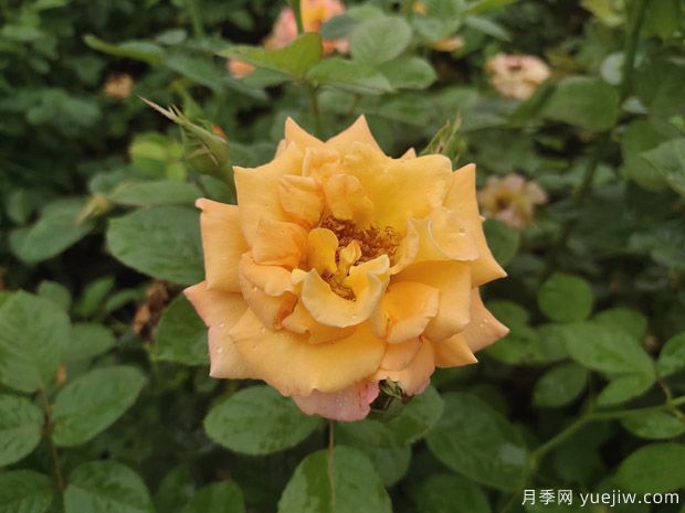 月季花不僅觀賞價(jià)值高，還有一定的醫(yī)學(xué)價(jià)值(圖1)