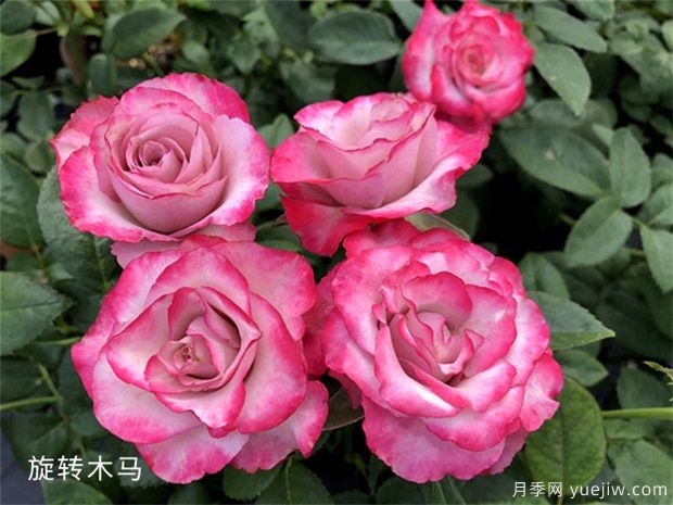 旋轉木馬月季/旋轉木馬柯德娜月季(圖1)