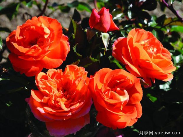 芒果陽(yáng)臺(tái)月季/芒果月季(圖1)
