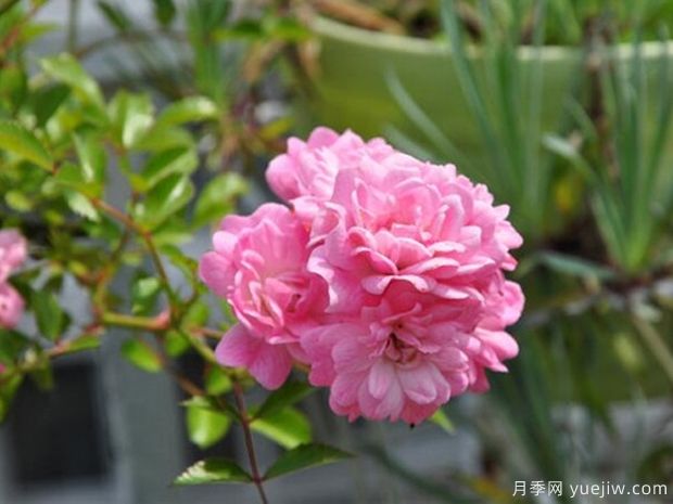 小仙女月季的優(yōu)缺點(diǎn)是什么？(圖1)