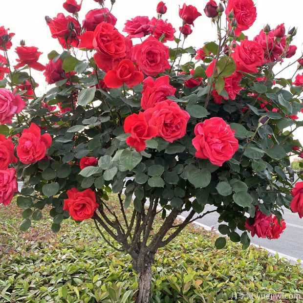 月季花長(zhǎng)什么樣？月季花的形態(tài)特征(圖1)