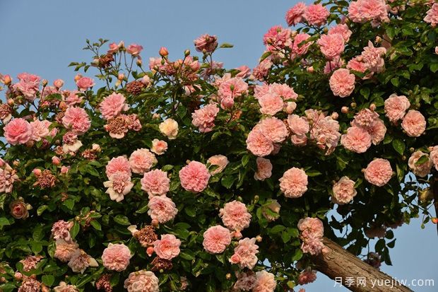 藤本月季花應(yīng)該如何牽引？(圖1)