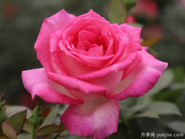 甜蜜的夢(mèng)月季(圖1)