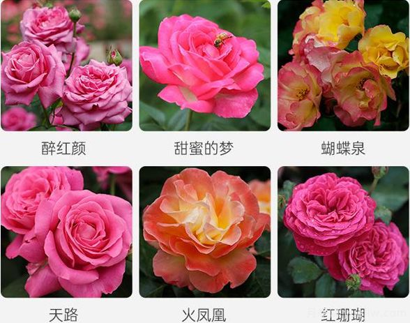 月季育種家：北京俞紅強(圖1)