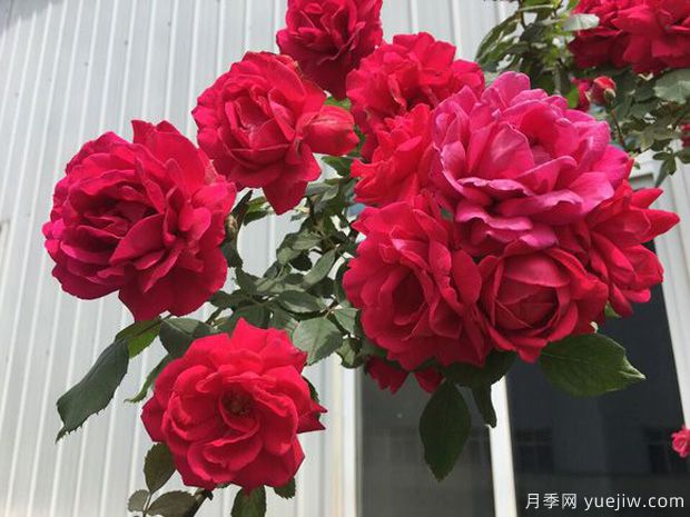 十大爬藤月季品種排名，工程和庭院的必備選擇(圖4)