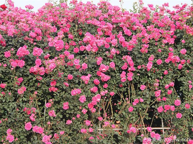 推薦10個(gè)花期***長的藤本月季品種(圖3)