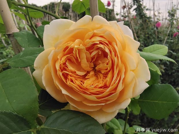 推薦10個(gè)花期***長的藤本月季品種(圖4)