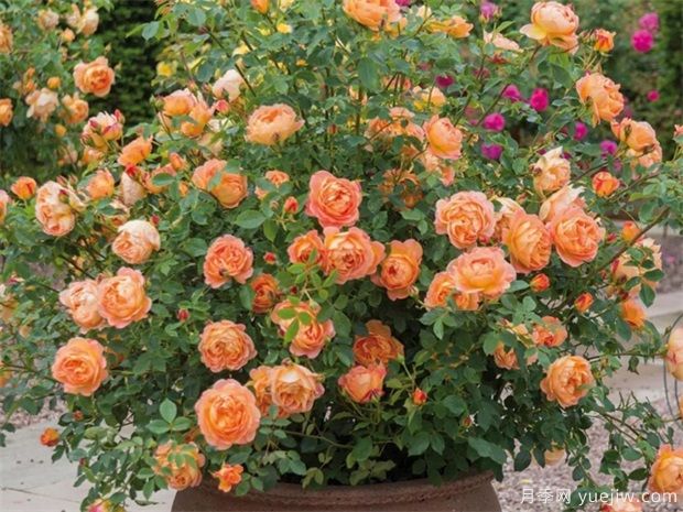 推薦10個(gè)花期***長的藤本月季品種(圖5)