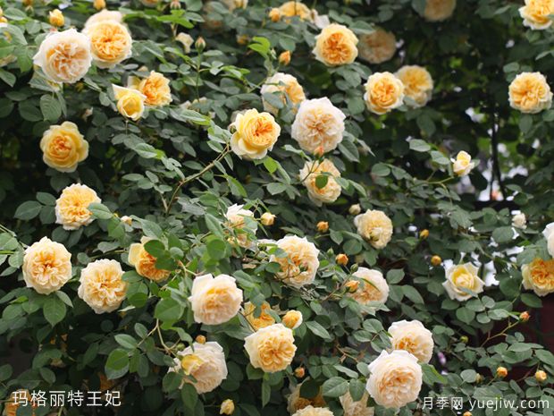 推薦10個(gè)花期***長的藤本月季品種(圖6)