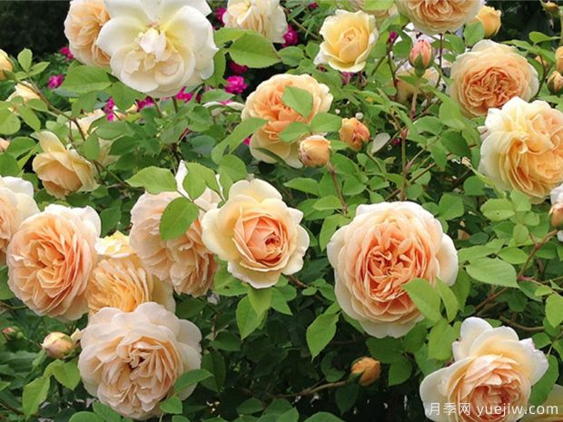 推薦10個(gè)花期***長的藤本月季品種(圖9)