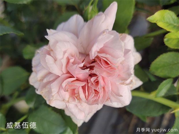 推薦10個(gè)花期***長的藤本月季品種(圖10)