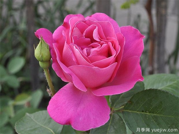讓同一盆的月季花同一天開花，應(yīng)該如何做？(圖1)