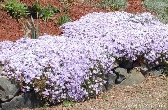 除了地被月季，還有適合在花園種植的20種地被植物(圖1)