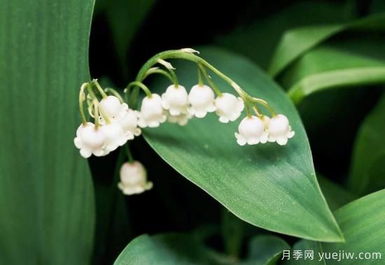 除了地被月季，還有適合在花園種植的20種地被植物(圖4)