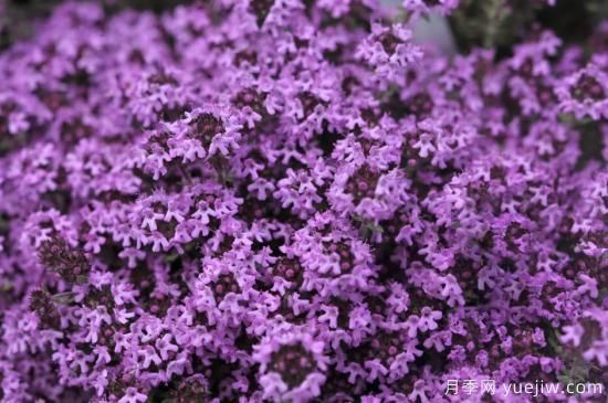 除了地被月季，還有適合在花園種植的20種地被植物(圖5)