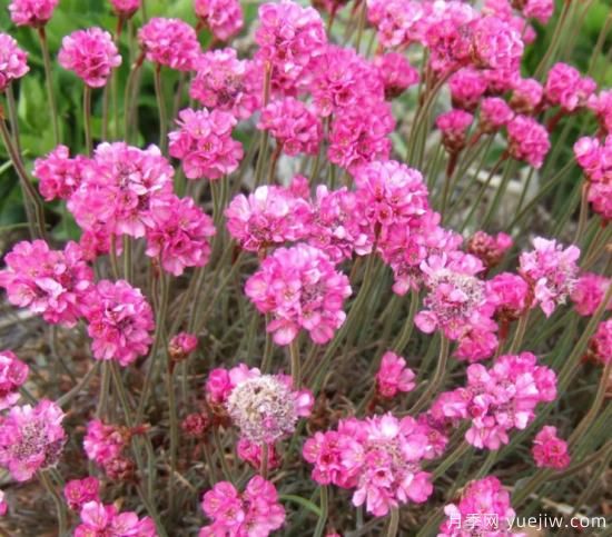 除了地被月季，還有適合在花園種植的20種地被植物(圖6)