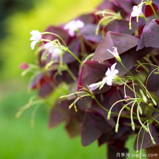 除了地被月季，還有適合在花園種植的20種地被植物(圖7)