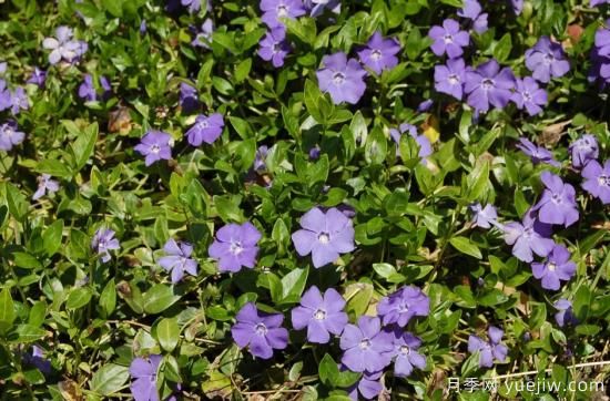 除了地被月季，還有適合在花園種植的20種地被植物(圖9)