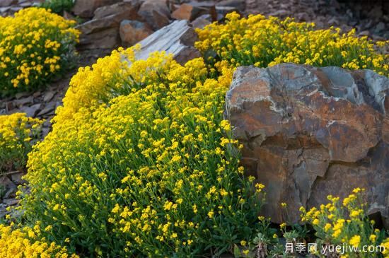 除了地被月季，還有適合在花園種植的20種地被植物(圖10)