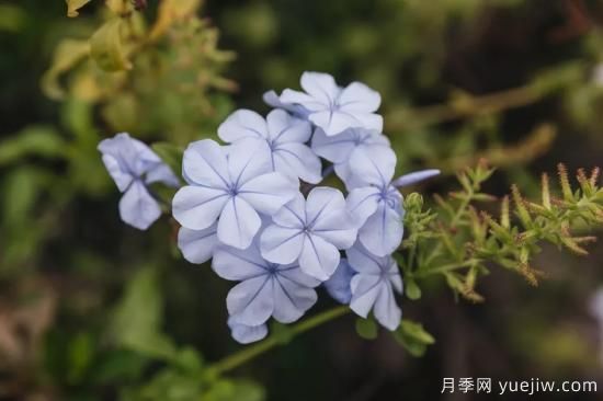 除了地被月季，還有適合在花園種植的20種地被植物(圖13)