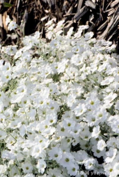 除了地被月季，還有適合在花園種植的20種地被植物(圖14)