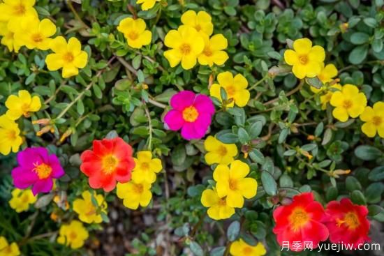 除了地被月季，還有適合在花園種植的20種地被植物(圖16)