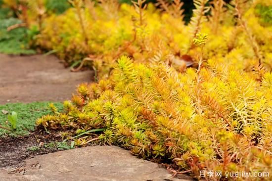 除了地被月季，還有適合在花園種植的20種地被植物(圖15)