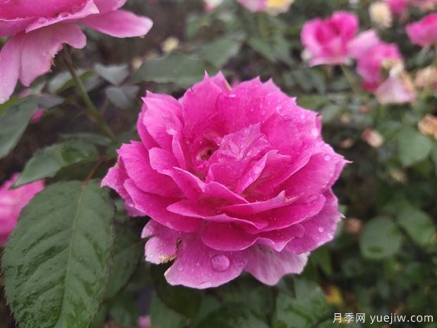 花期長(zhǎng)達(dá)300天，天方夜譚月季的養(yǎng)護(hù)方法(圖2)