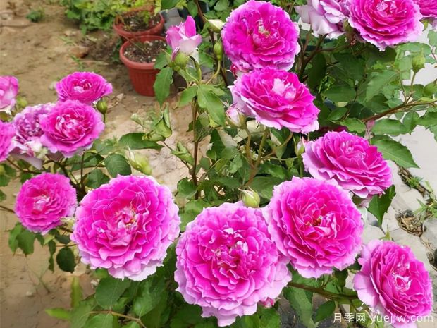 花期長(zhǎng)達(dá)300天，天方夜譚月季的養(yǎng)護(hù)方法(圖3)