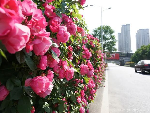 回首2021年花木產(chǎn)業(yè)那些事兒，創(chuàng)新永恒(圖1)