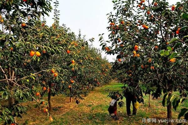 2022年***值錢緊缺苗木是什么？常見的苗木品種有哪些？(圖1)