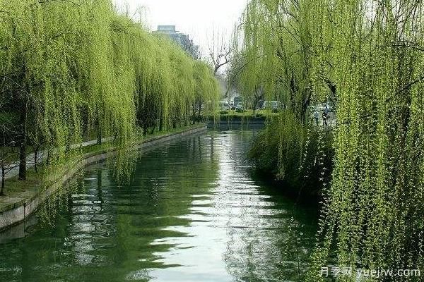 2022年***值錢緊缺苗木是什么？常見的苗木品種有哪些？(圖2)